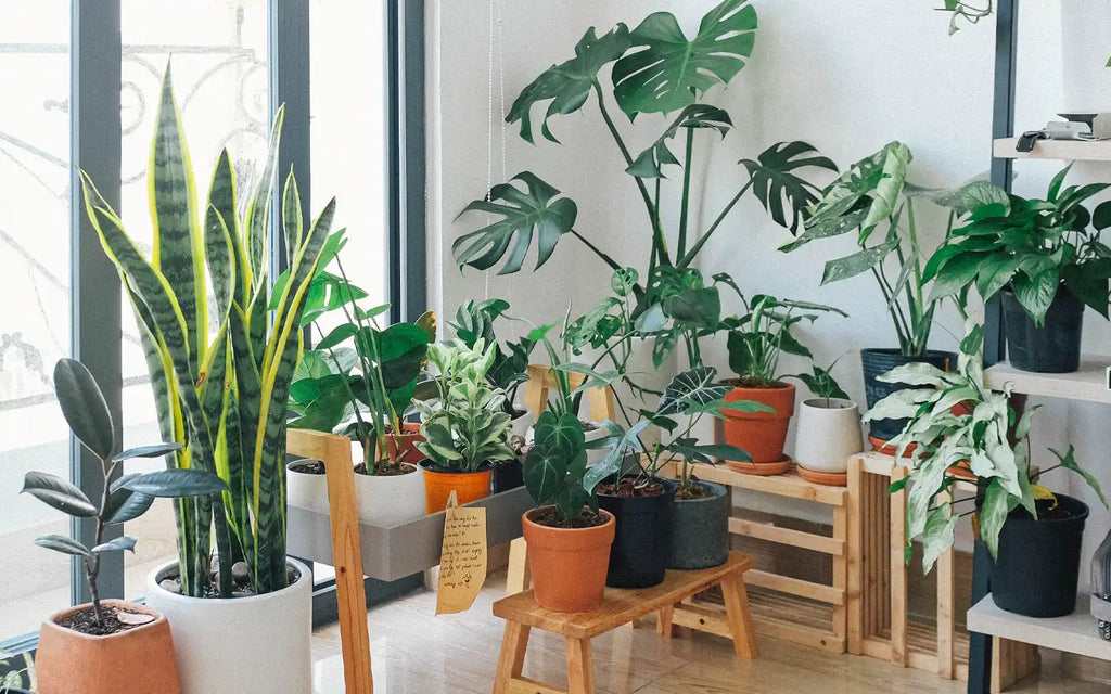 Why are houseplants good for you?