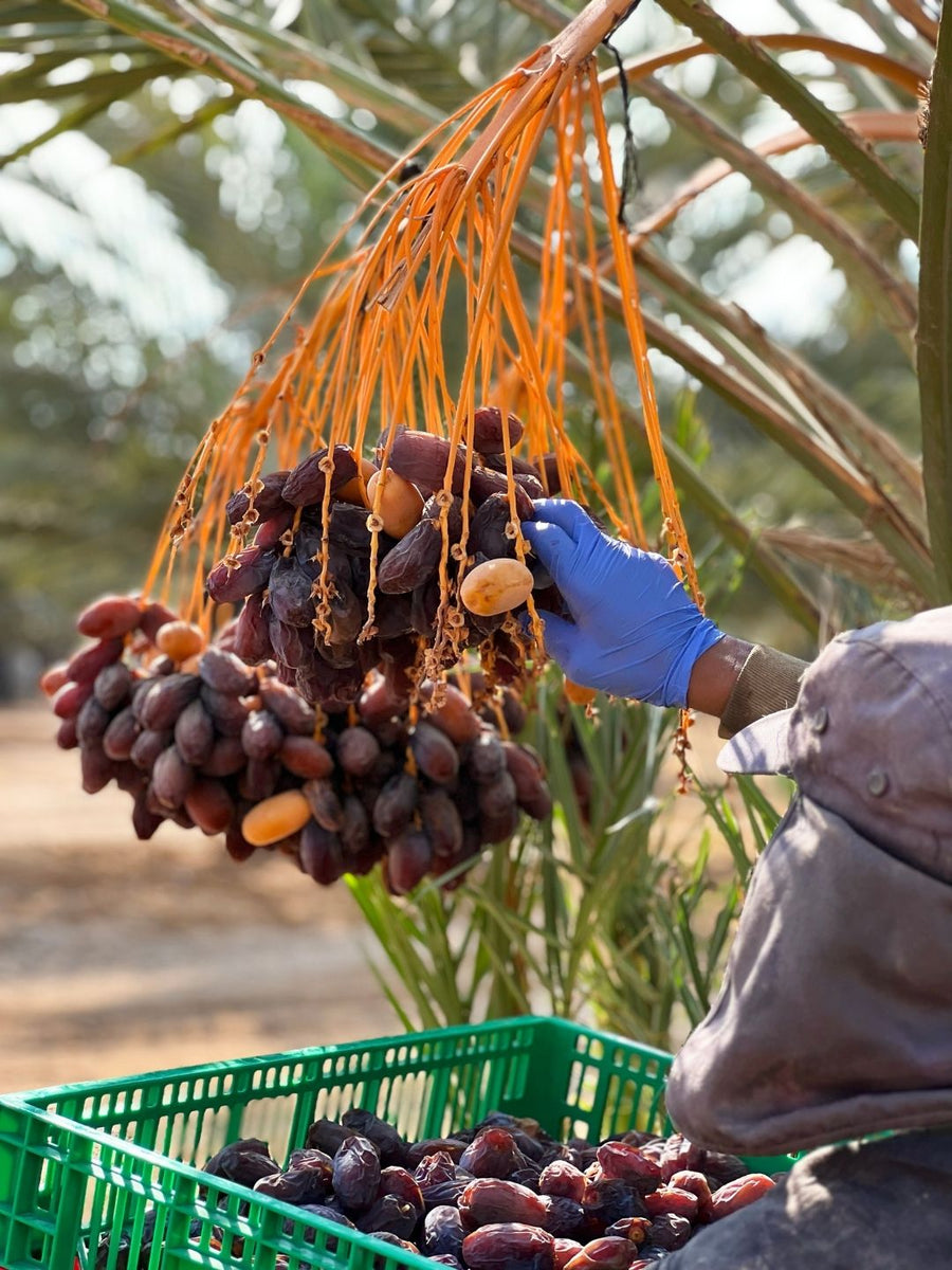 Palestinian produce: Growing is only part of the story