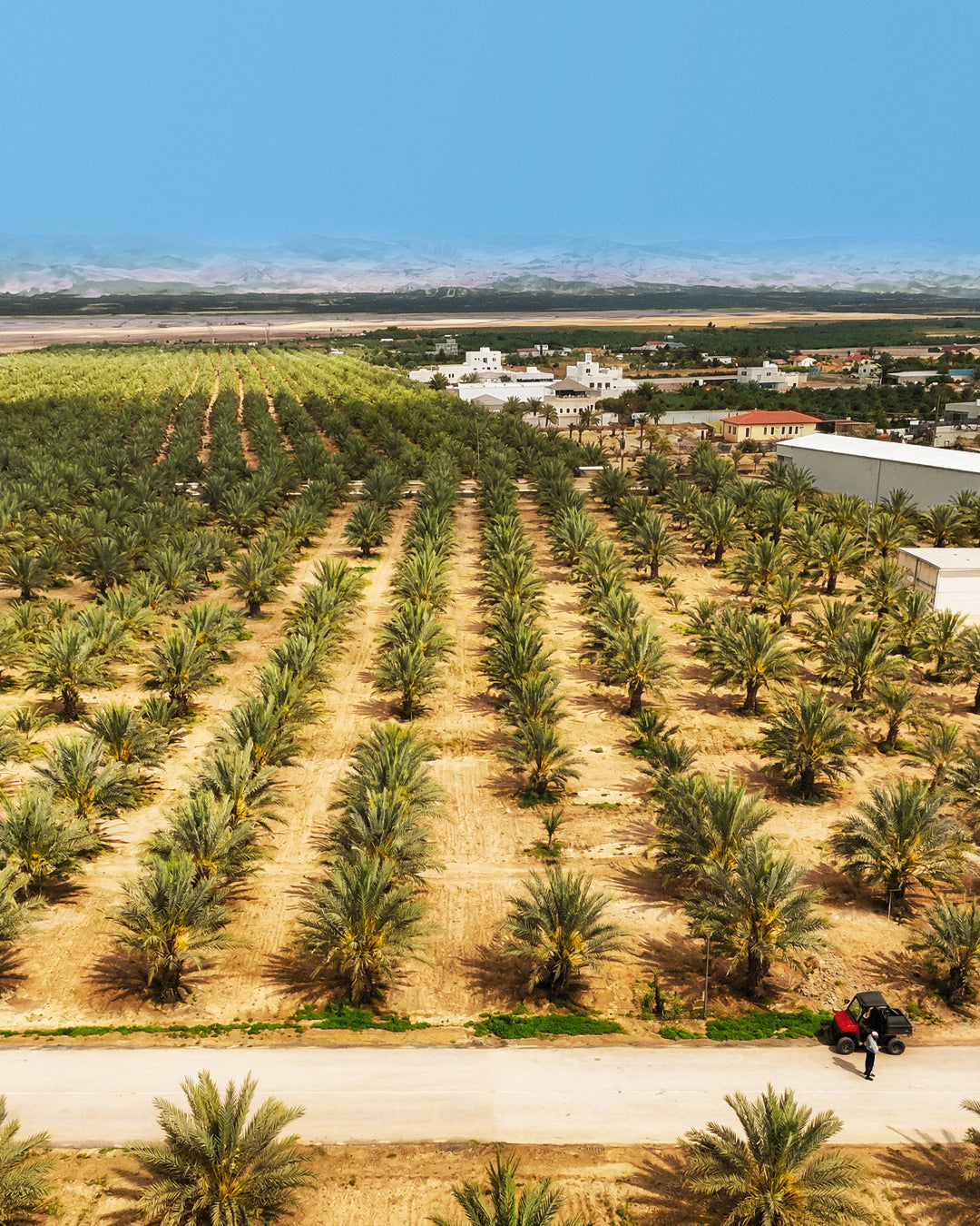 Palestinian produce: Growing is only part of the story