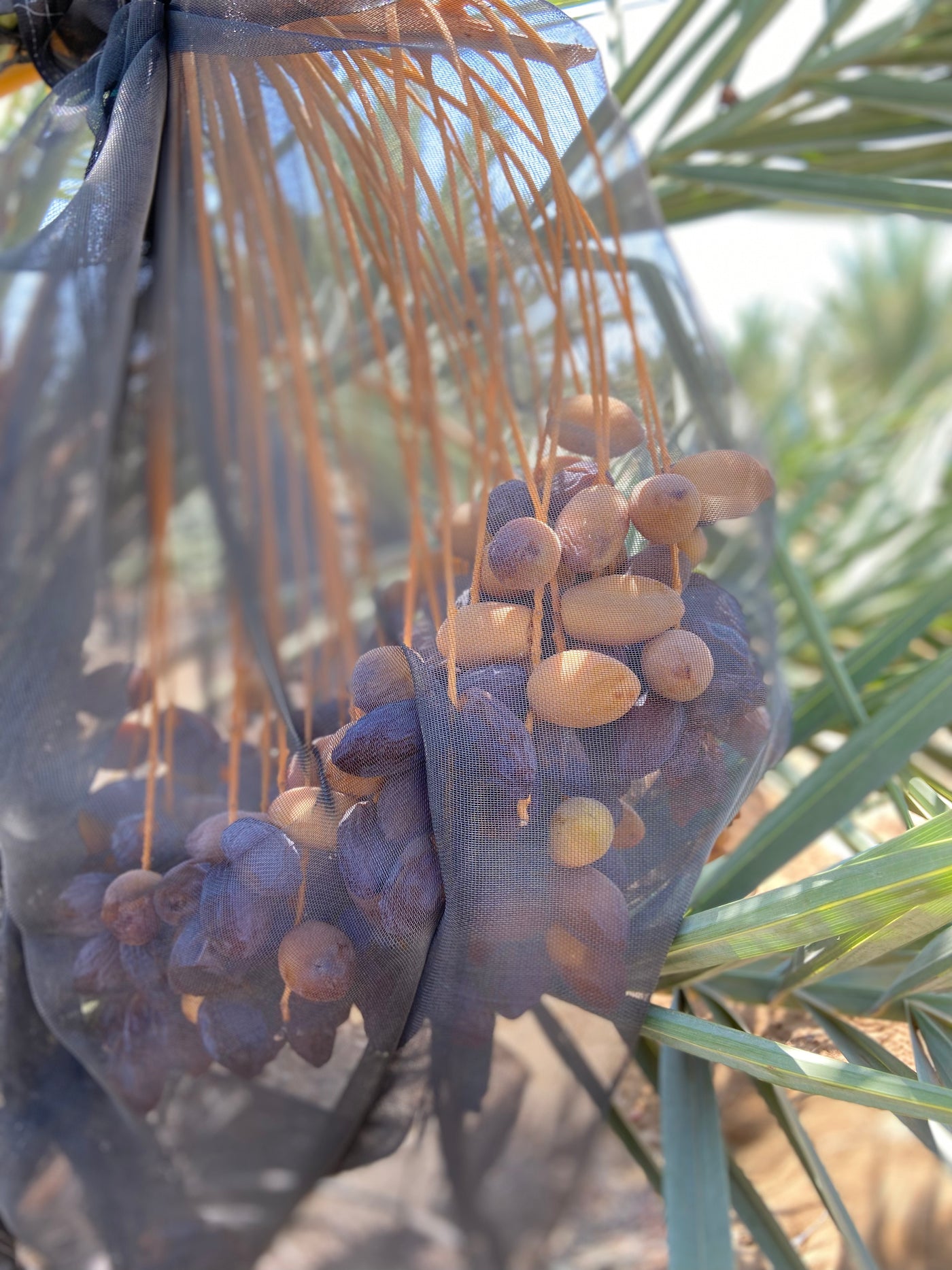 Palestinian produce: Growing is only part of the story